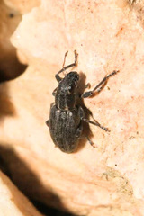 Sitona puncticollis