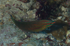 Halichoeres biocellatus
