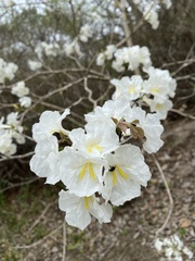Tabebuia roseoalba