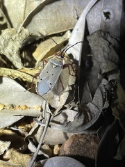 Probergrothius