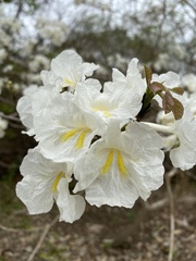 Tabebuia roseoalba