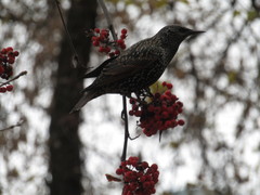 Sturnus vulgaris
