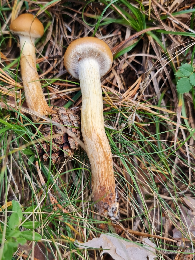Flammula pinicola