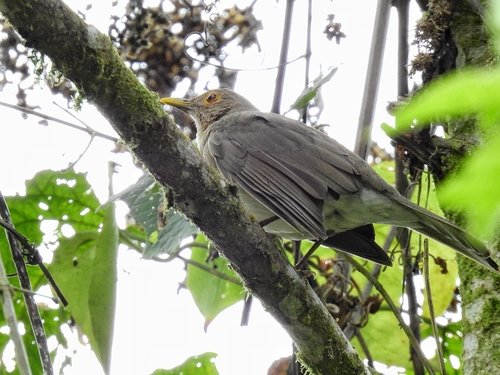 Ecuadorian Thrush (Turdus maculirostris), photo 3