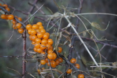 Hippophae rhamnoides