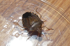 Euschistus conspersus