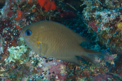 Pycnochromis amboinensis