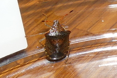 Euschistus conspersus