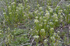 Lepidium draba