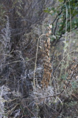 Aconitum kusnezoffii