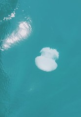 Rhopilema nomadica