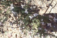 Aspalathus submissa