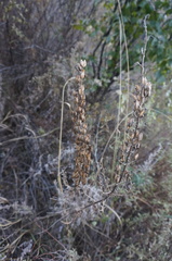 Aconitum kusnezoffii