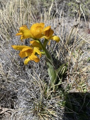 Chloraea alpina