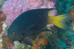 Pomacentrus flavioculus