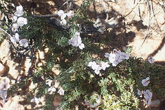Aspalathus submissa