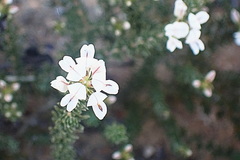 Aspalathus submissa