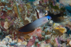 Nemateleotris decora