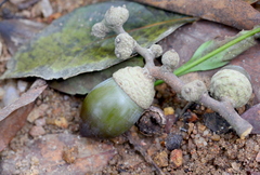Lithocarpus harlandii