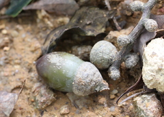 Lithocarpus harlandii