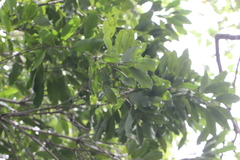 Lithocarpus harlandii