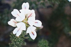 Aspalathus submissa