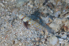 Amblyeleotris guttata