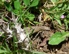 Psammodromus hispanicus