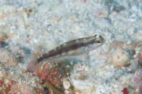 Striped goby (Asterropteryx striata) — Gobiidae — 3