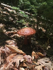Aureoboletus russellii