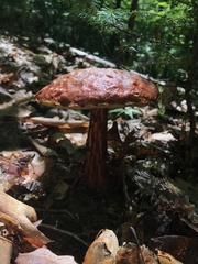 Aureoboletus russellii