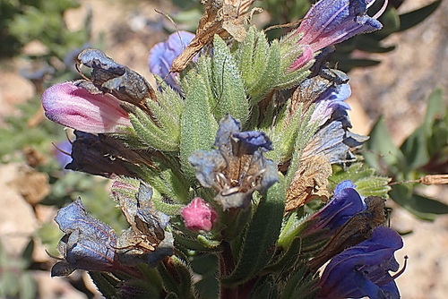 Image of Lobostemon marlothii by no rights reserved