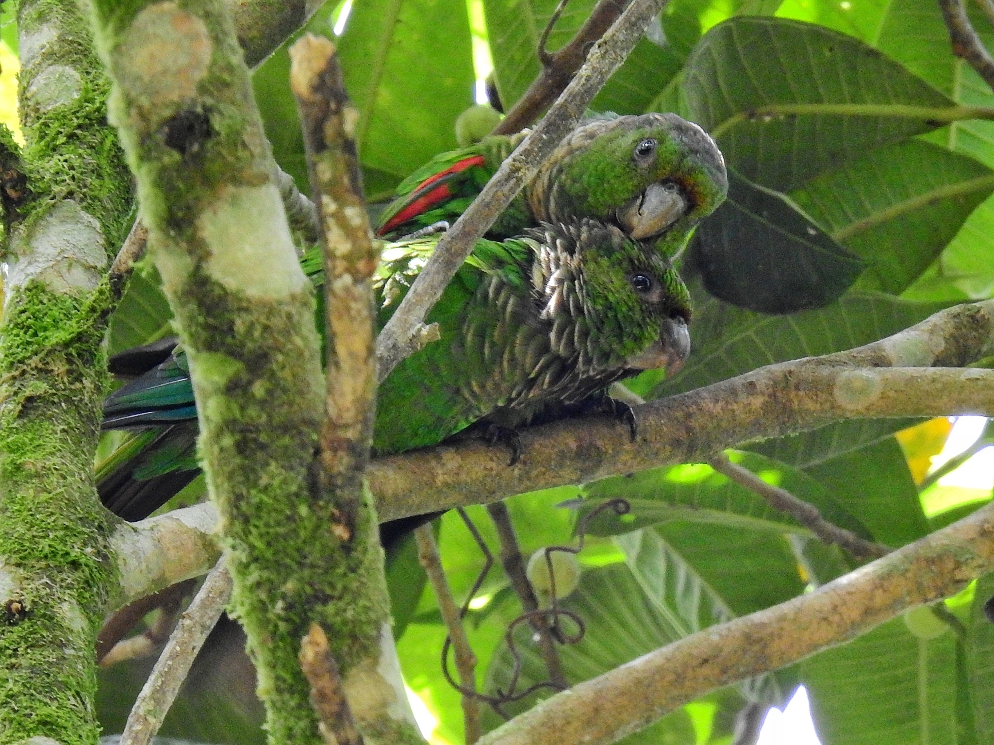 Maroon-tailed Parakeet (Pyrrhura melanura)