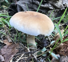 Cyclocybe aegerita