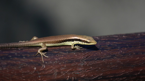 Longtail Mabuya, photo 6 of 10