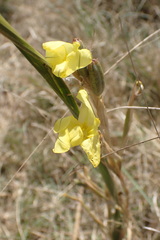 Moraea pallida