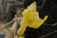 Moraea pallida