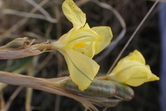 Moraea pallida