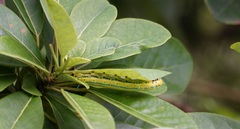 Macroglossum passalus