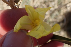 Moraea pallida