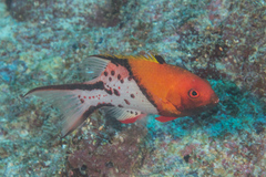 Bodianus anthioides