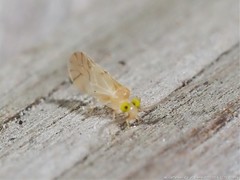 Xanthocaecilius sommermanae