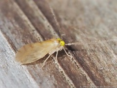 Xanthocaecilius sommermanae