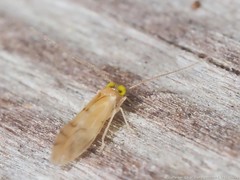 Xanthocaecilius sommermanae