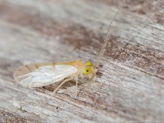 Xanthocaecilius sommermanae