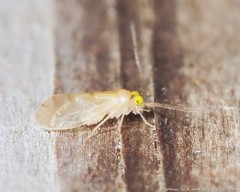 Xanthocaecilius sommermanae