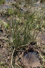 Schoenoplectus muricinux