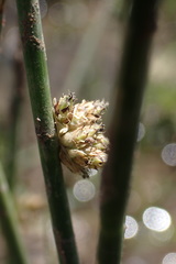 Schoenoplectus muricinux