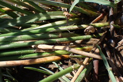 Schoenoplectus muricinux