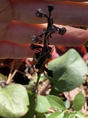 Pyrola americana